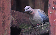 Laughing dove (Spilopelia senegalensis)